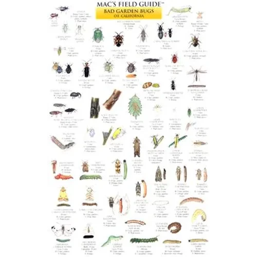 Mac's Field Guides: California Garden Bugs