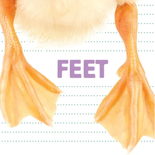 Feet - Paperback