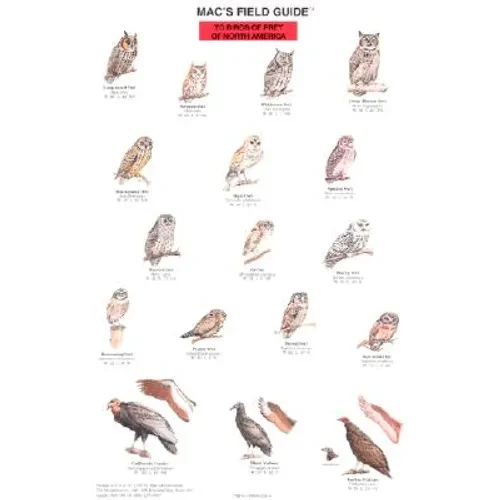 Mac's Field Guides: North American Birds of Prey - Paperback